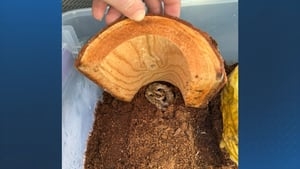 Venomous snake found inside shipment of bananas at New Hampshire grocery store