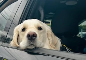 ‘Lasting impact': North Andover police mourn loss of community resource dog Scarlett