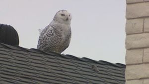 State wildlife expert hopeful bird flu pandemic has peaked in Mass.