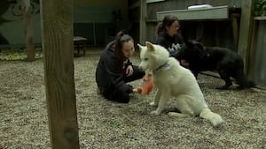 Hopkinton's Baypath Humane Society helps rescue dozen dogs from Wrentham backyard breeder