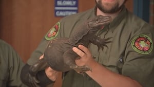 Wayward Webster lizard captured after weekslong search