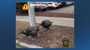 ‘Aggressive': Brookline Police warn public about wild turkeys that chased officer into building