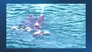 More than 20 endangered right whales spotted off Cape Cod beach, harbormaster says