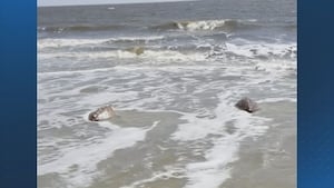 22 sea turtles rescued from frigid Cape Cod waters released back into the ocean