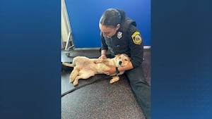 MSPCA preparing dog rescued from Sturbridge animal cruelty case for adoption