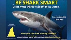 First great white shark of the season confirmed off coast of Massachusetts