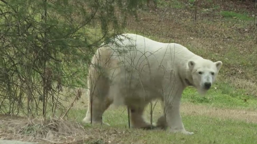 Come see Anana The Polar Bear at the North Carolina Zoo