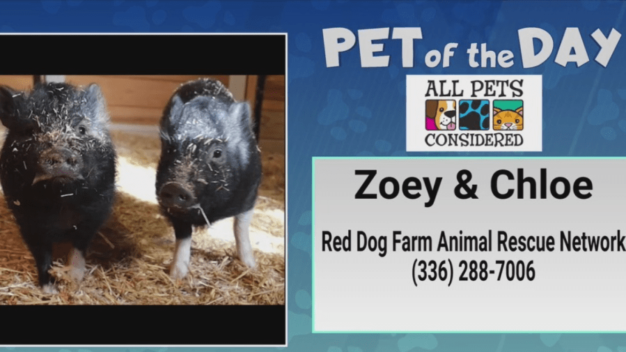 Pet of the Day: Zoey and Chloe could be your pot-bellied pals