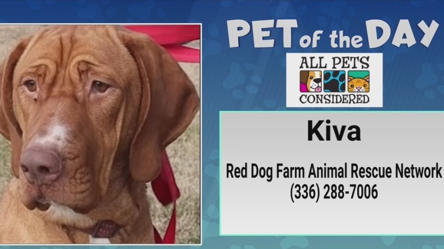 Pet of the Day: Kiva is a Hurricane Helene survivor looking for a home