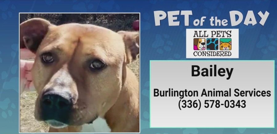 Pet of the Day: Bailey could be your best bud