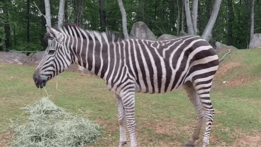 Behind the scenes of a zebra exam at the North Carolina Zoo