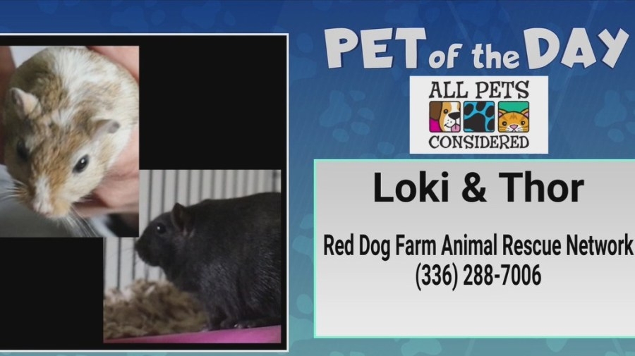Pet of the Day: You'll marvel at Loki and Thor