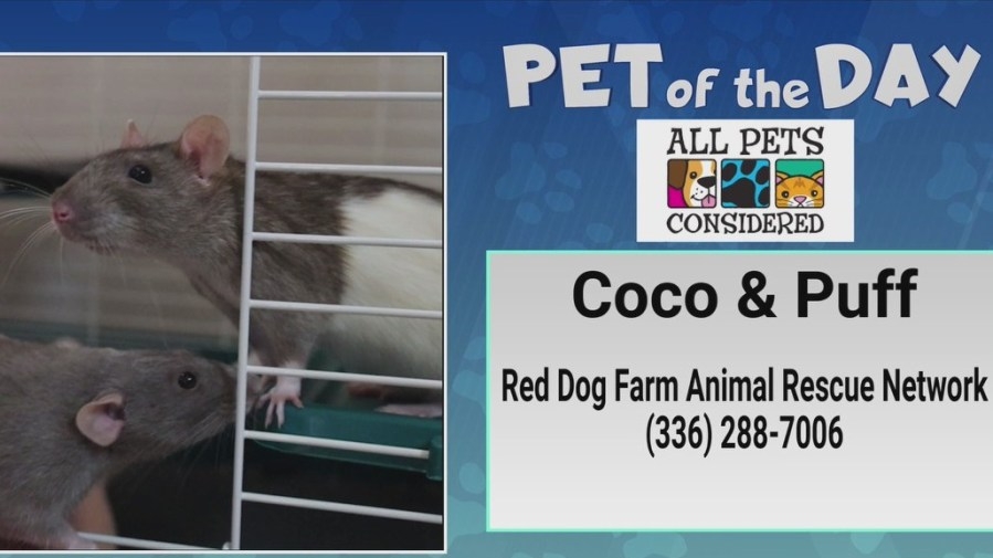 Pet of the Day: You'll go cuckoo for Coco and Puff