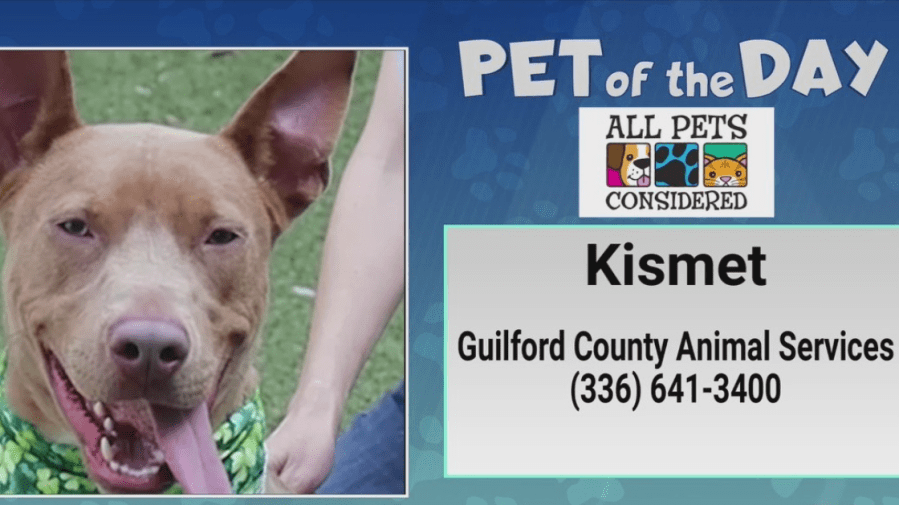 Pet of the Day: Adopting Kismet is your destiny