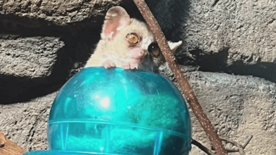 Check out the mouse lemur's habitat at the North Carolina Zoo