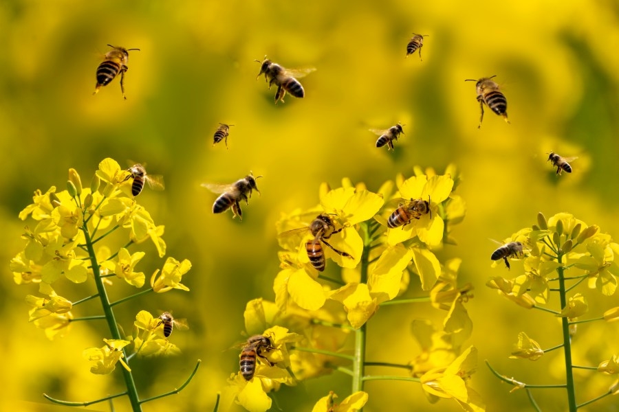 Celebrating Pollinators Day with Polly Nater