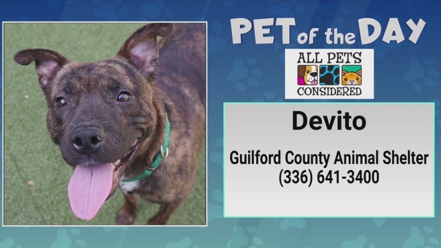 Pet of the Day: It's always sunny with Devito