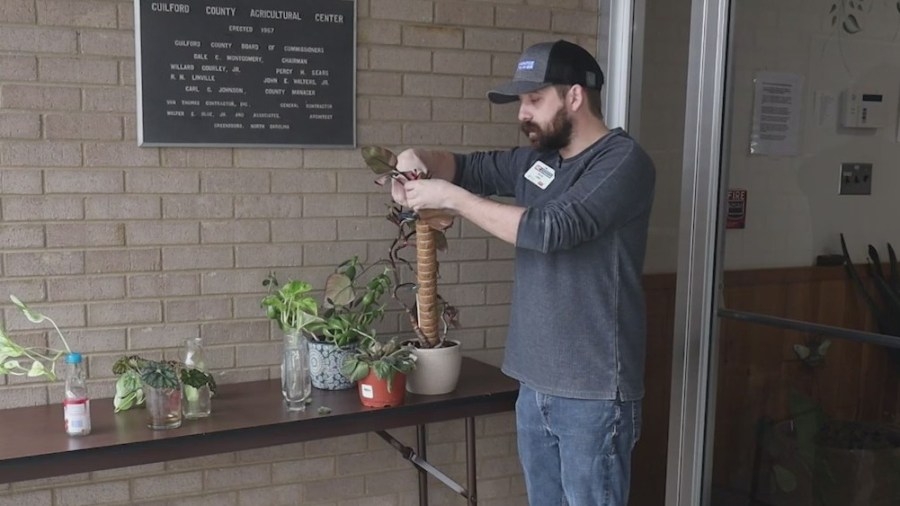 How to propagate house plants