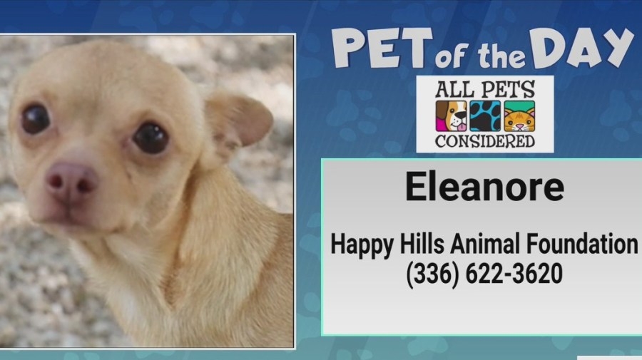 Pet of the Day: Love more with Eleanore