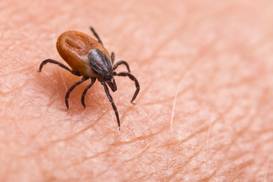 Triad conservationist warns of tick dangers after hospitalization: ‘I got really sick'