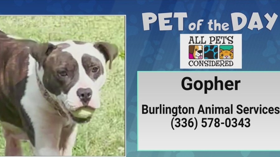 Pet of the Day: Go for the golden Gopher!