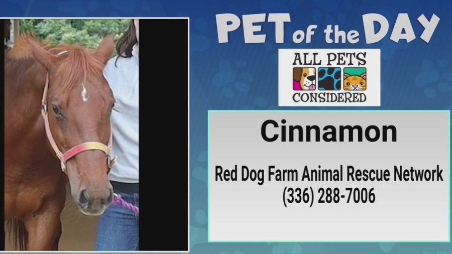 Pet of the Day: Everything's better with a dash of Cinnamon