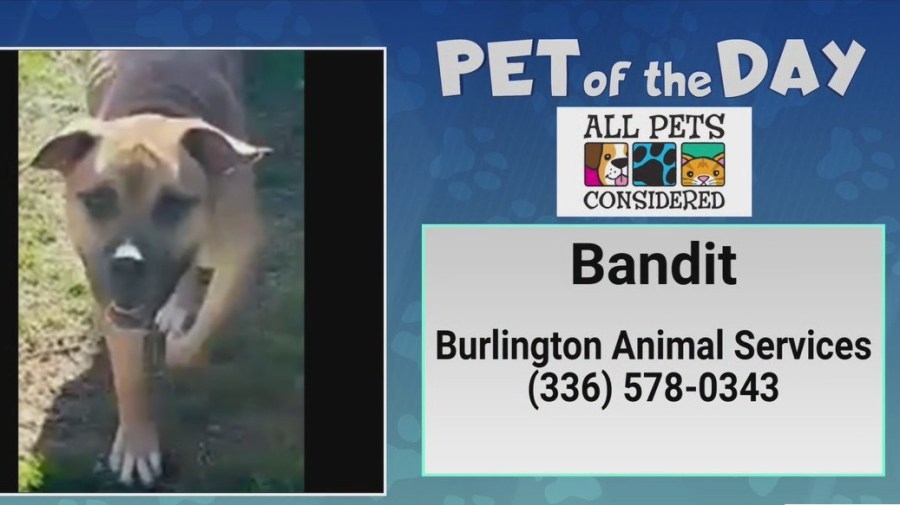 Pet of the Day: Adopting Bandit is like pulling a heist