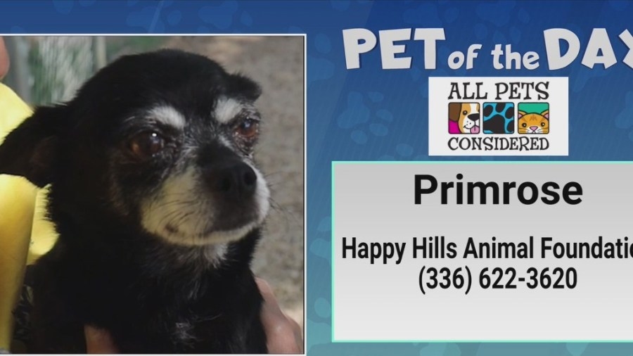 Pet of the Day: Primrose is primed and ready for love
