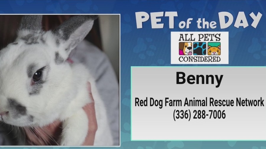 Pet of the Day: Let Benny be your Bunny