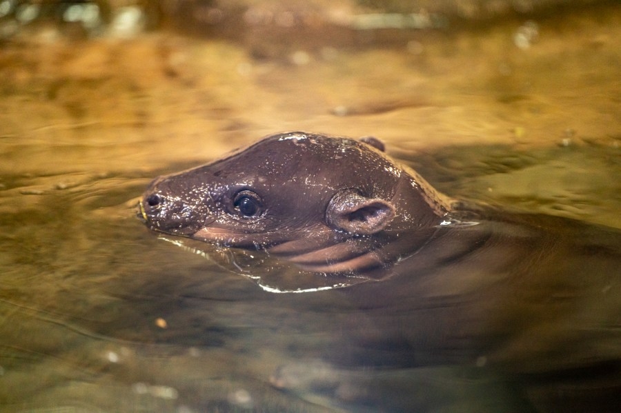 Huckleberry, Greensboro's pygmy hippo, turning 2; ‘80% adorable, 20% mischief'