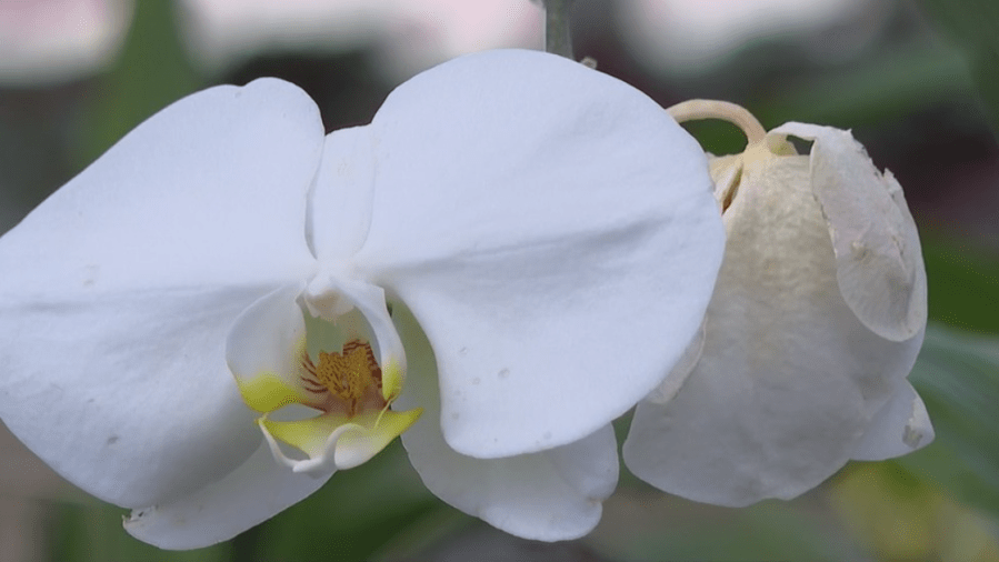 North Carolina Zoo to host annual plant sale