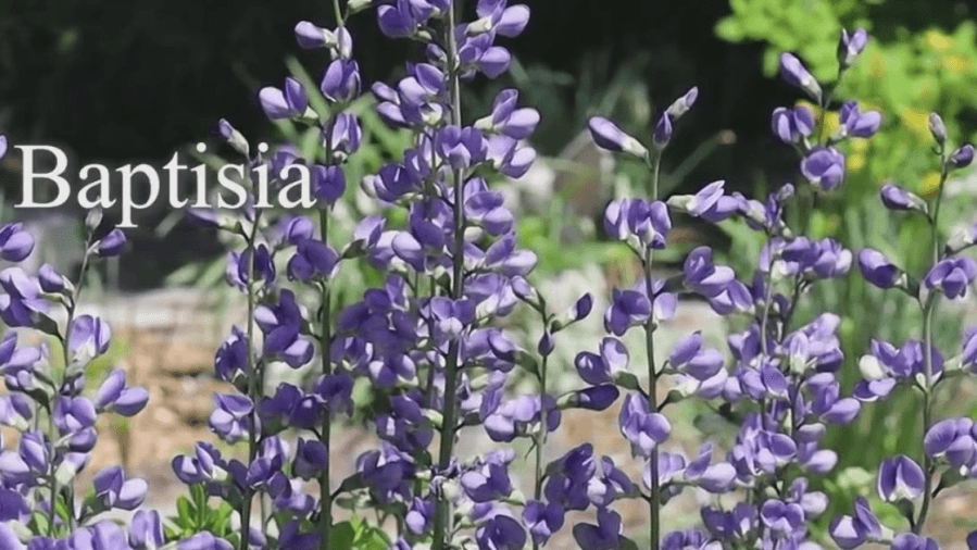 Baptisia is May's Plant of the Month. Here's how to grow it