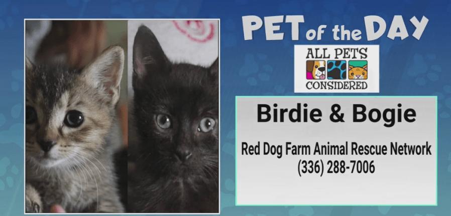 Pet of the Day: Hit a hole-in-one with Birdie and Bogie!