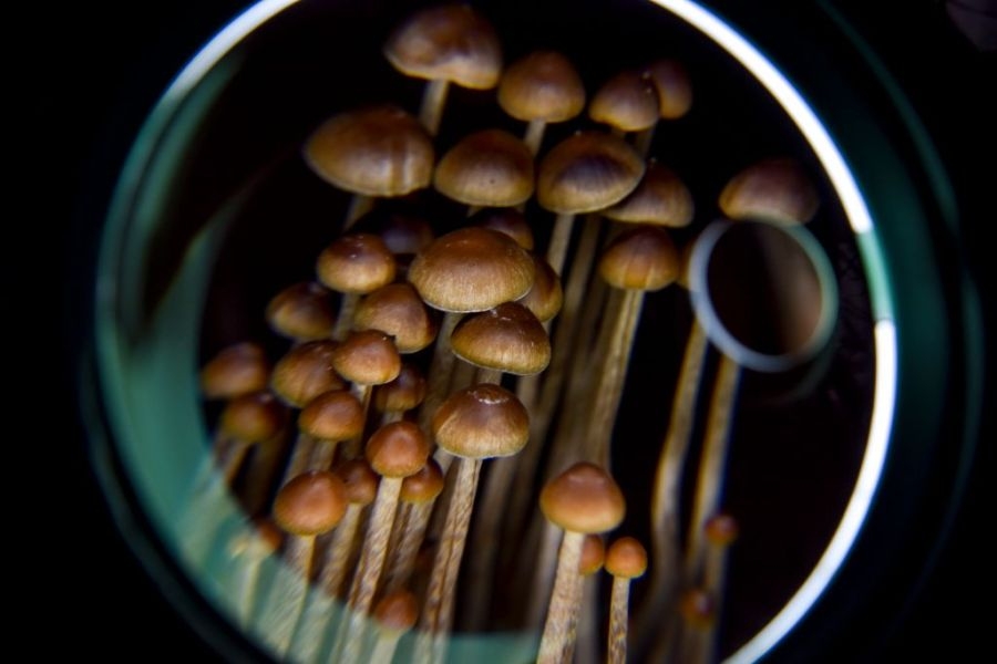 Bipartisan bill to study medical use of psychedelics filed in North Carolina Senate