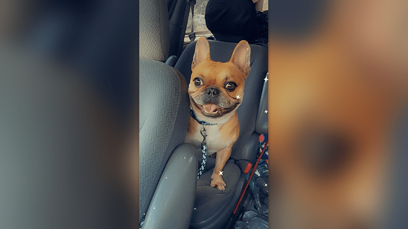 Pablo the French bulldog found safe after abduction from Rockingham County gas station, sheriff's office says