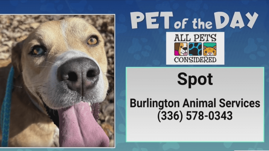 Pet of the Day: This pup really hits the Spot!