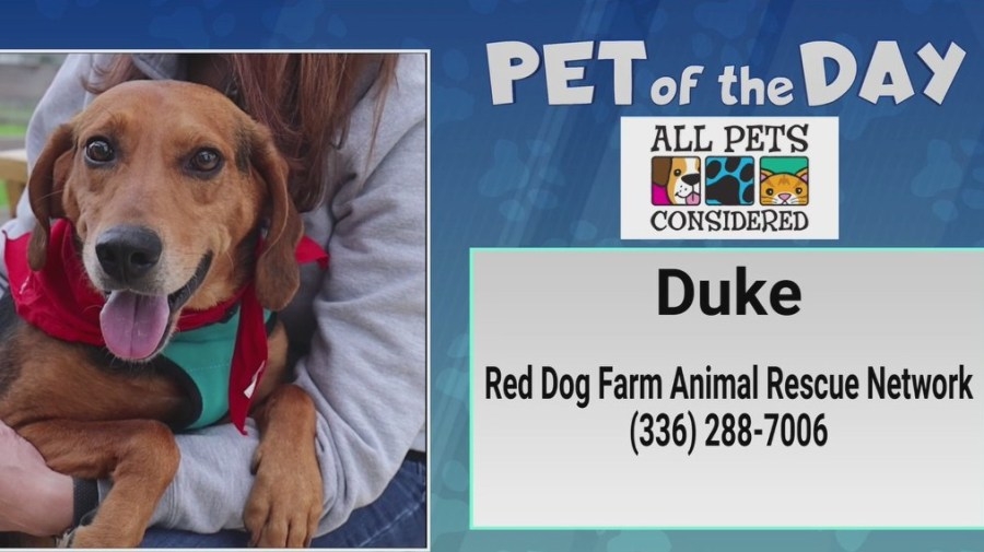 Pet of the Day: This Duke isn't a hazard