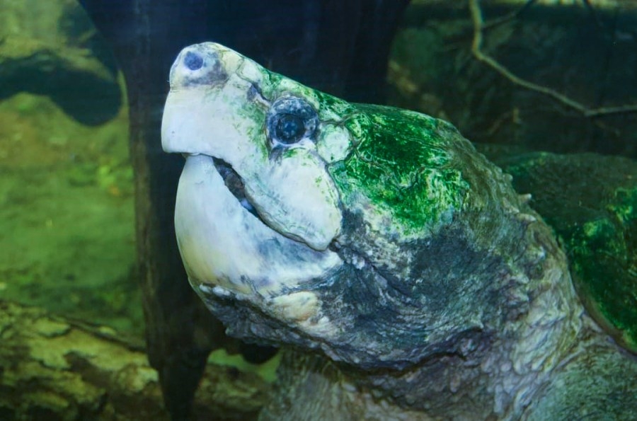 120-year-old snapping turtle at North Carolina Zoo dies, park says