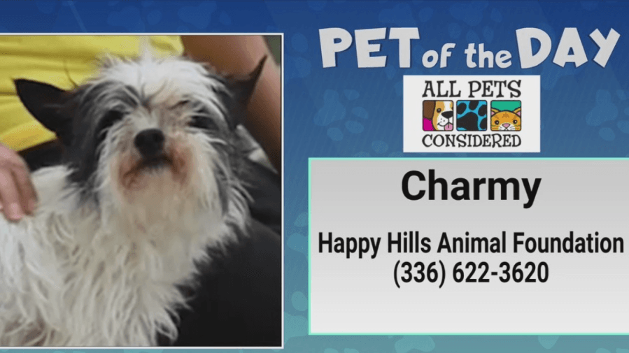 Pet of the Day: Meet your good luck Charmy