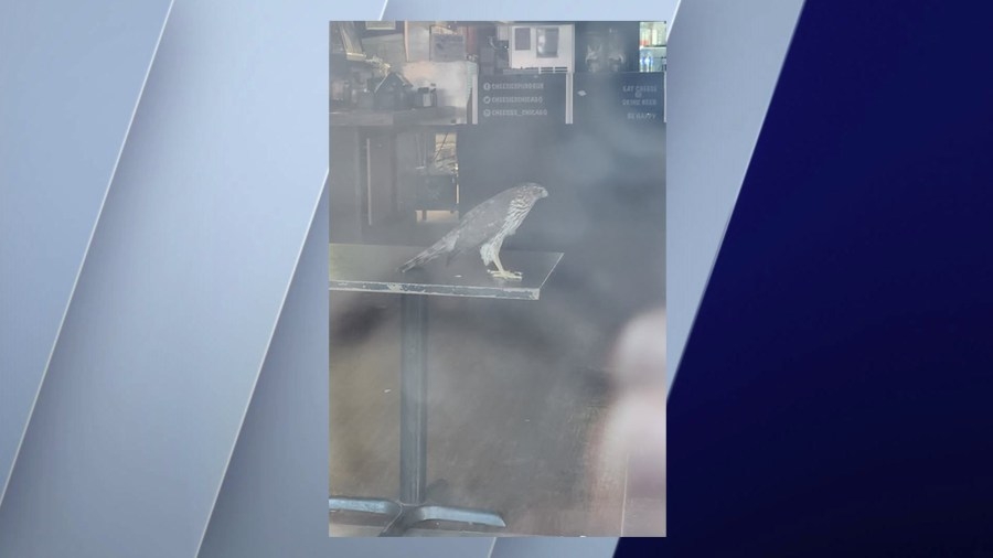 ‘Soar-y for ruffling some feathers:' Delivery person discovers hawk trapped inside Lakeview restaurant