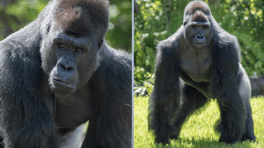 Brookfield Zoo to welcome first bachelor gorilla troop this summer