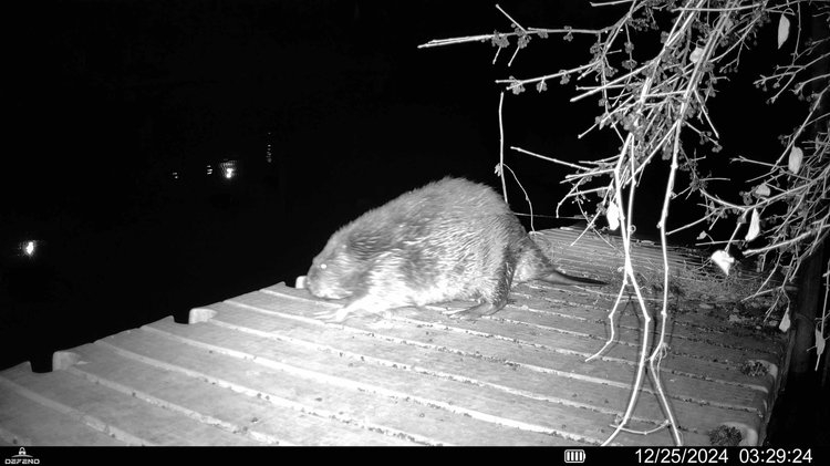 The ‘South Branch Beaver' officially has a name