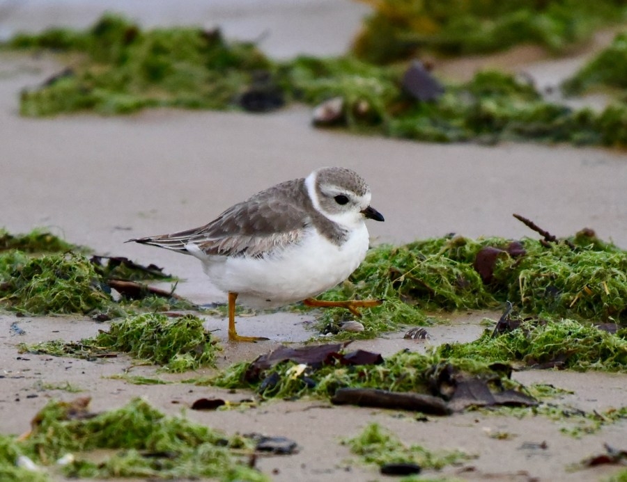 Group seeks volunteers to monitor this year's Piping Plovers