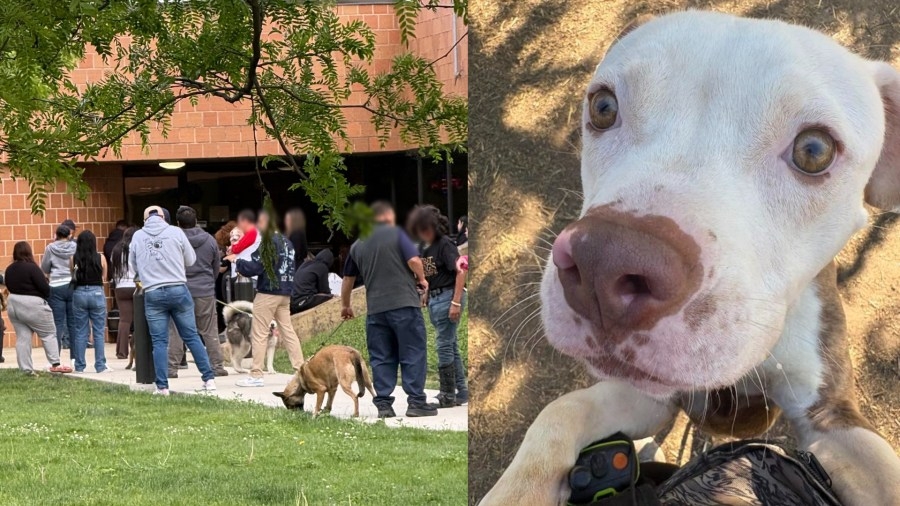 ‘In crisis mode': CACC warns of pet drop-offs as daily line keeps getting longer