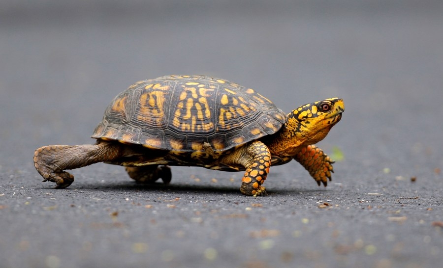 Drivers beware! It's turtle crossing season, warns DuPage County forest preserve