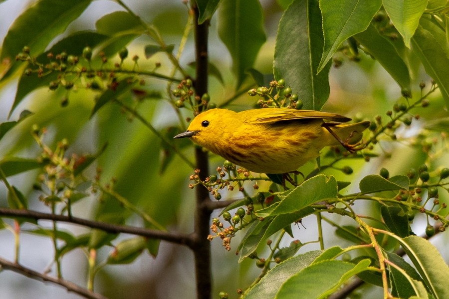 It's peak spring migration season in Chicago, and residents can help birds arrive safely by turning their lights off at night