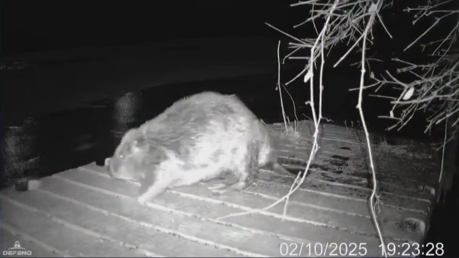 ‘Plump' beaver is Chicago's newest viral sensation. Now, it just needs a name