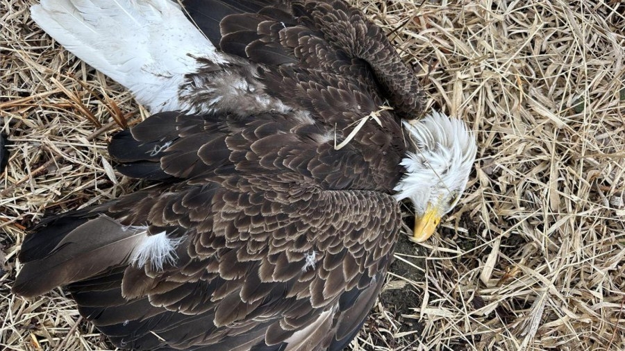 Bald eagle found dead in Busse Woods likely died from bird flu, officials say