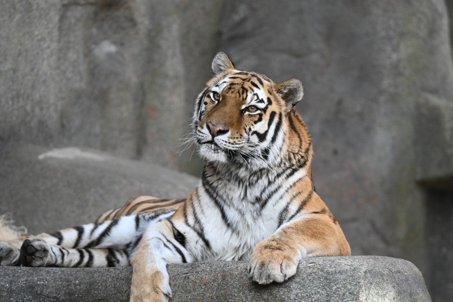 Endangered Amur tiger Malena euthanized at Brookfield Zoo Chicago
