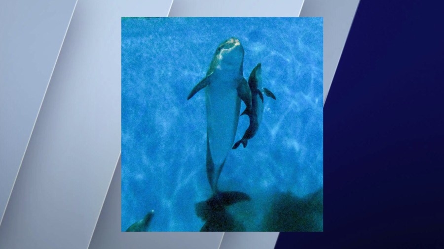 ‘Deeply saddened': 4-day-old bottlenose dolphin calf at Brookfield Zoo abruptly dies